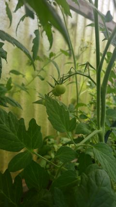 Tomaten 2026 06 17 11.35.24