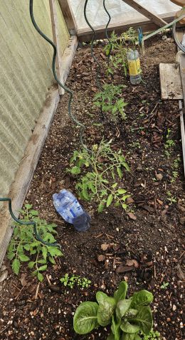 Tomatenbewasserung 20260501 135510