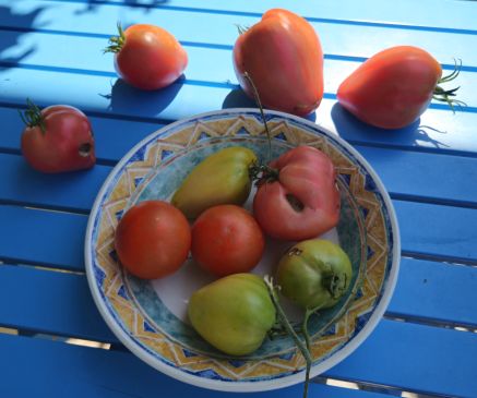 Tomatenernte 2026 07 22 11.58.23