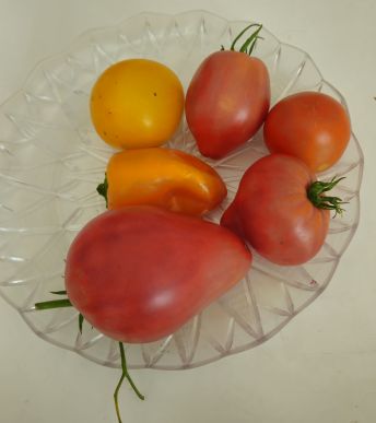 Tomatenernte 2026 07 30 12.45.45