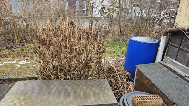 Hortensie_1Schnitt_20260124_144928.jpg