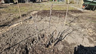 Johannisbeer_20260303_112435.jpg