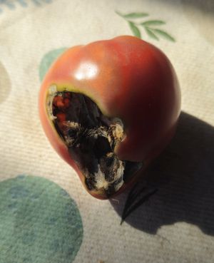 LöcherInTomate_2026-07-16_09.26.09.jpg