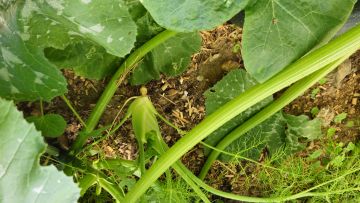NNGHFenchel_2026-06-29_16.58.54.jpg