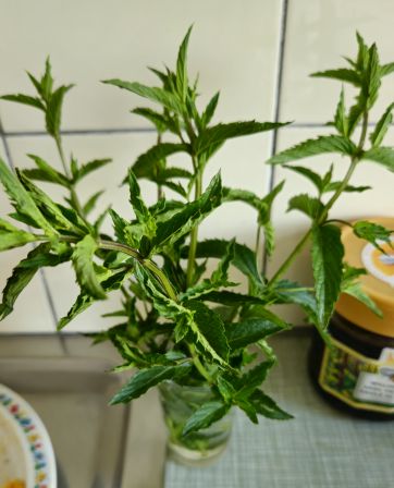 Pfefferminze_20260727_132552.jpg