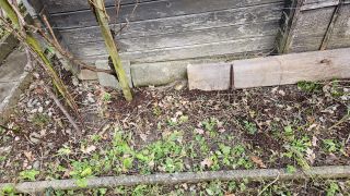 StrauchAbgeschnitten_2026-02-20_16.16.13.jpg