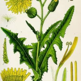 Gaensedistel 06-19-2026