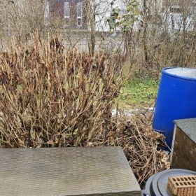Hortensie 1Schnitt 20260124