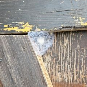 InsektenPuppenNest 20260413