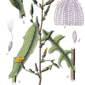 Kompasslattich