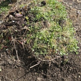 KompostPortulacLoecher20260402