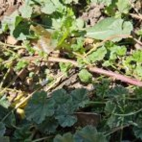 MalveKaeslichrut 20260430
