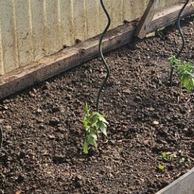 TomatenGesetzt 20260409