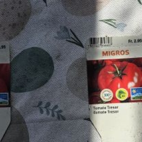TomatenSetzlinge 20260409