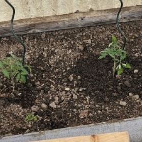 Tomaten 20260410