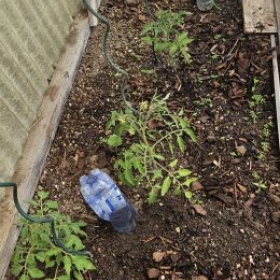 Tomatenbewasserung 20260501
